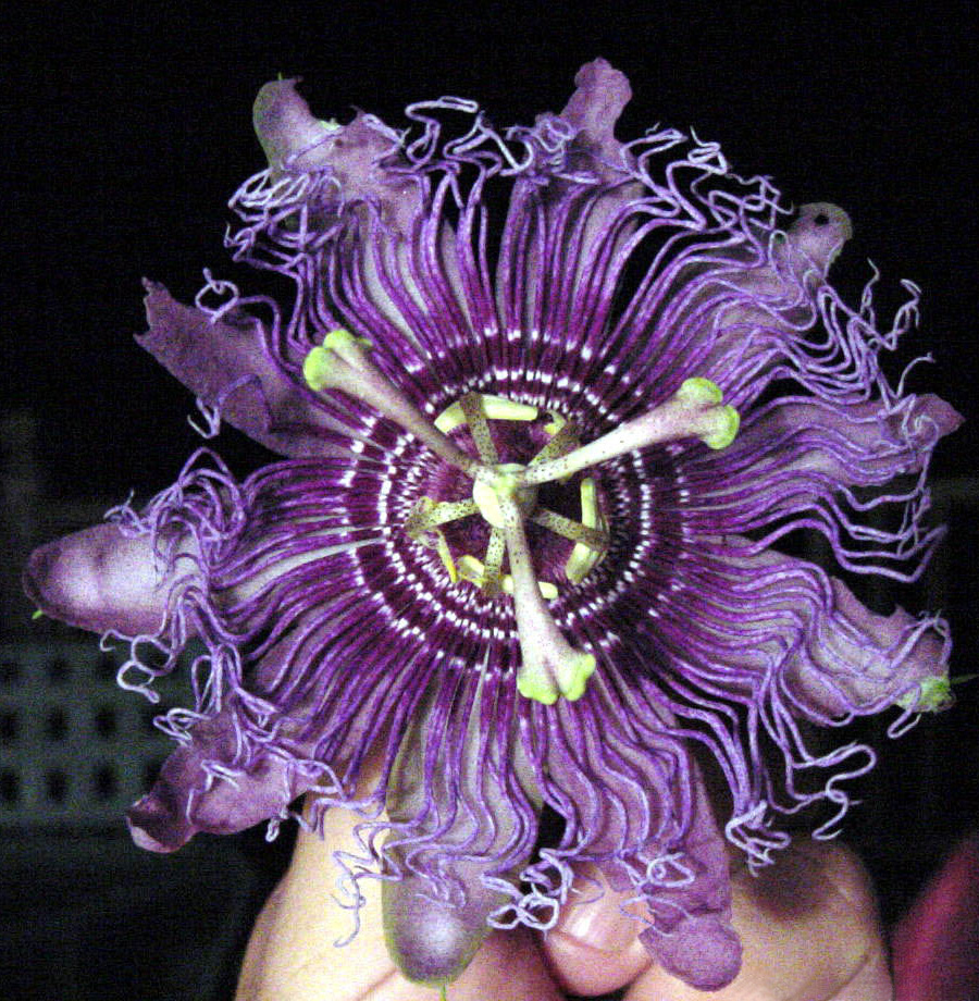 passion flowers 